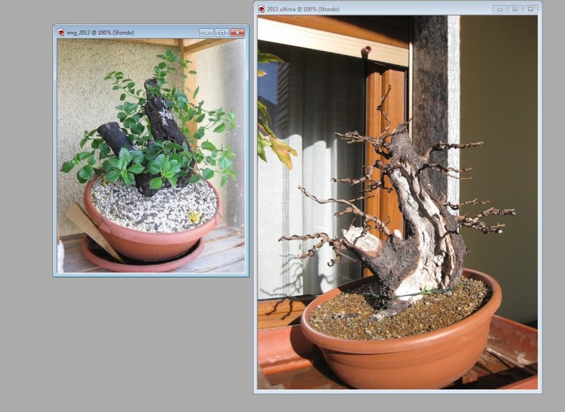 Prunus mahaleb "Babel". - Pagina 4 Foto_f10