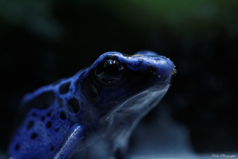 Gros projet Aqua-terrarium pour dendrobates - Page 10 Img_7612