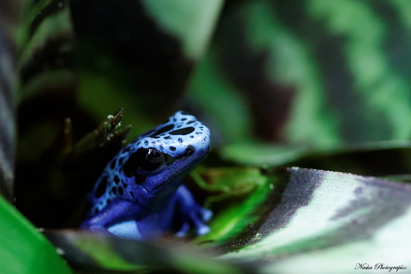 Gros projet Aqua-terrarium pour dendrobates - Page 10 Img_7712