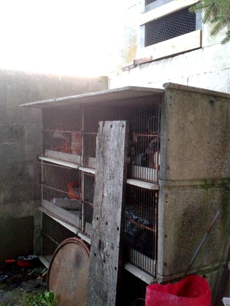 Installer lapins et cochons d'Inde en (presque) extérieur 410