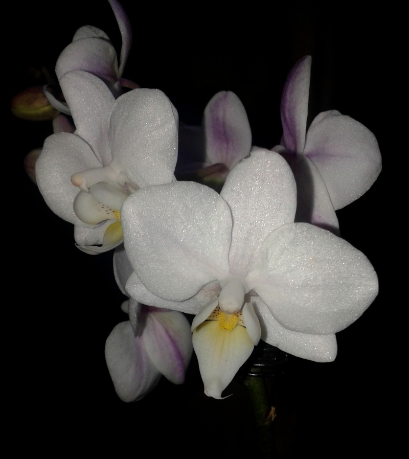 Phalaenopsis hybrides 20131110