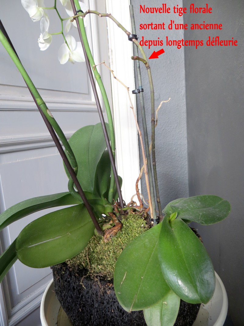 Phalaenopsis hybrides Img_1418