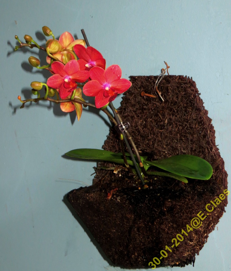 Phalaenopsis hybrides Img_1532