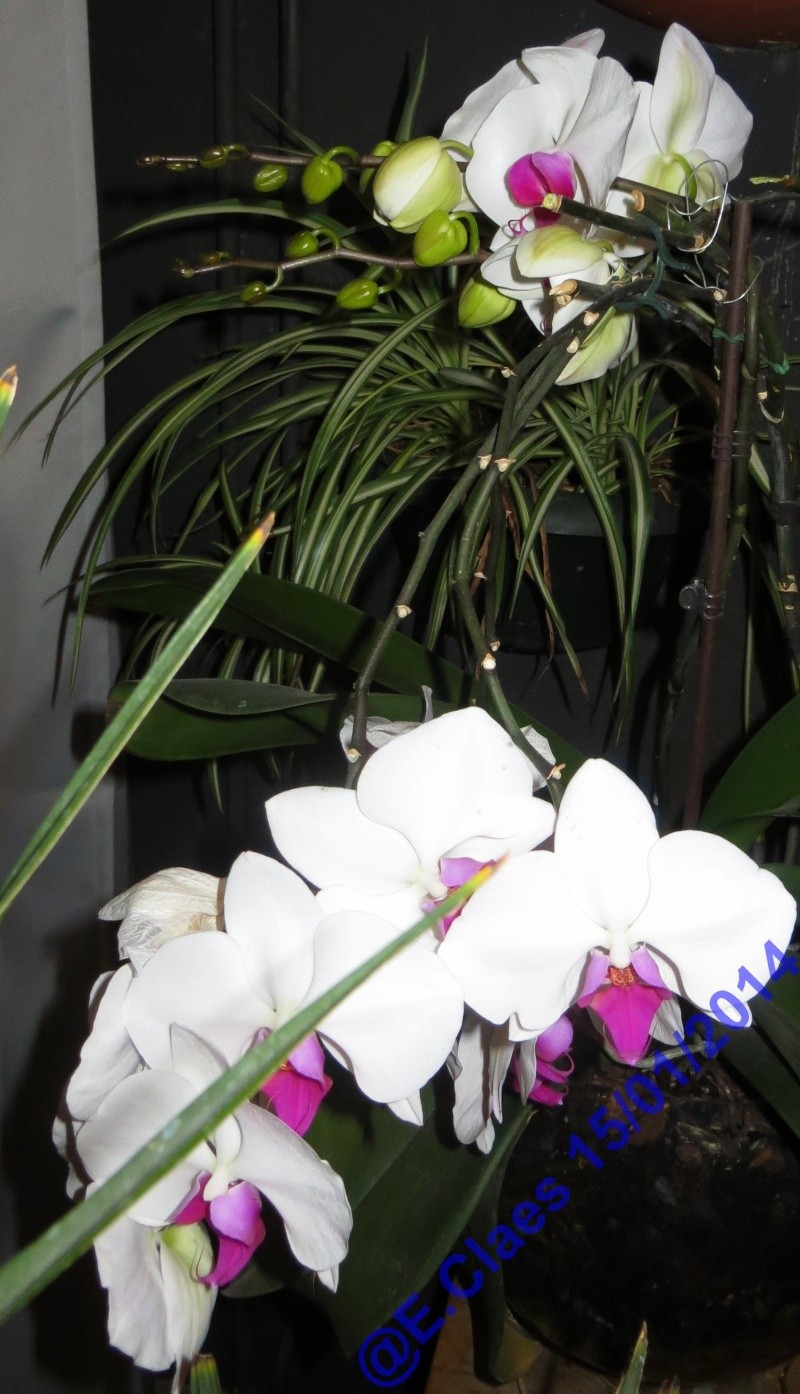 Phalaenopsis hybrides Img_1536