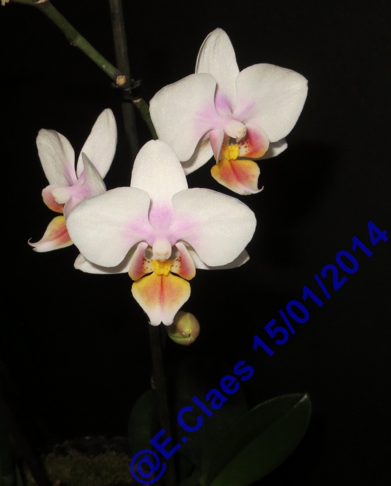 Phalaenopsis hybrides Img_1538