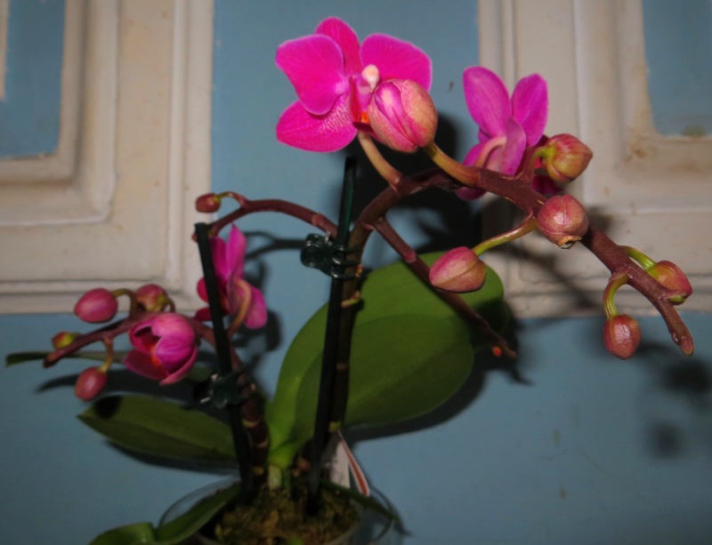 Phalaenopsis hybrides Img_1541