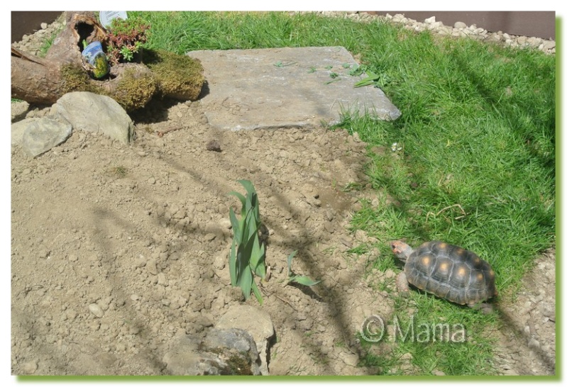Agrandissement enclos tortues exotiques - Page 2 Dacouv10