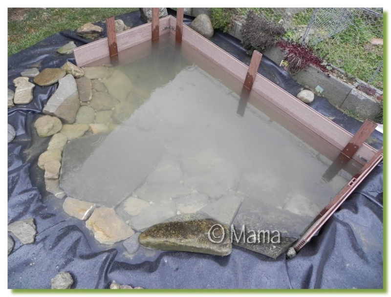 Exemples de bassins extérieurs pour aquatiques Etang_24