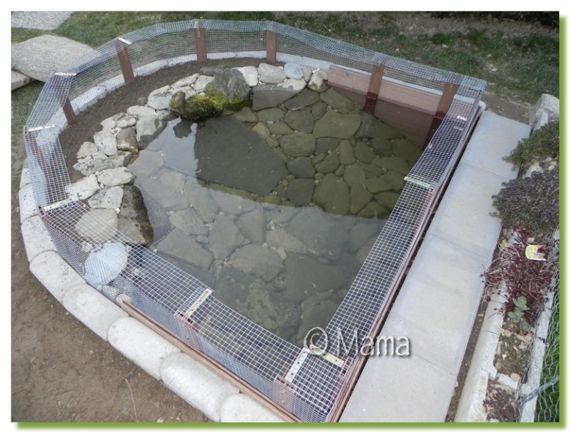 Exemples de bassins extérieurs pour aquatiques Etang_26