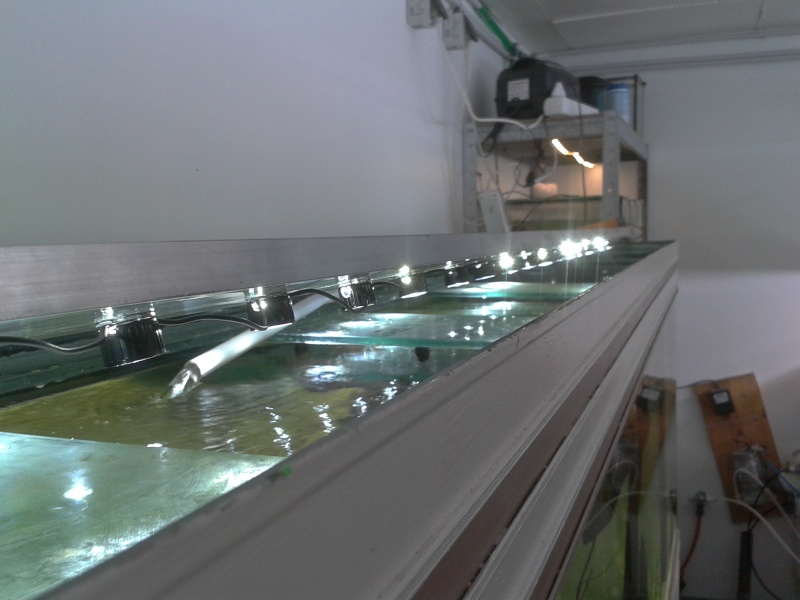 Fishroom Morgan 2014-011
