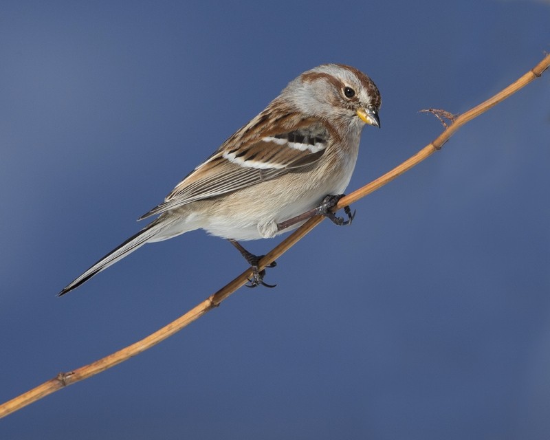 Bruant, Grimpereau, Junco,Mésange et Pic mineur Bruant18