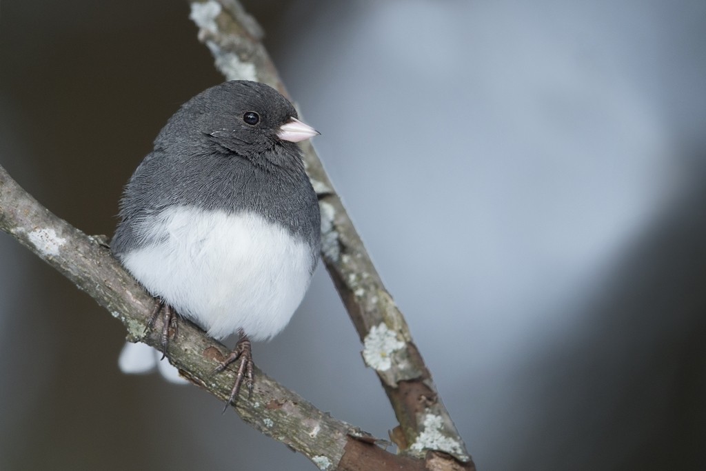 1 junco, 2 tourterelles Pellet24