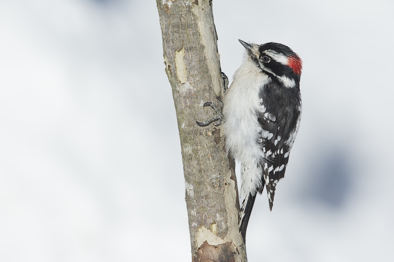 Bruant, Grimpereau, Junco,Mésange et Pic mineur Pic_mi16