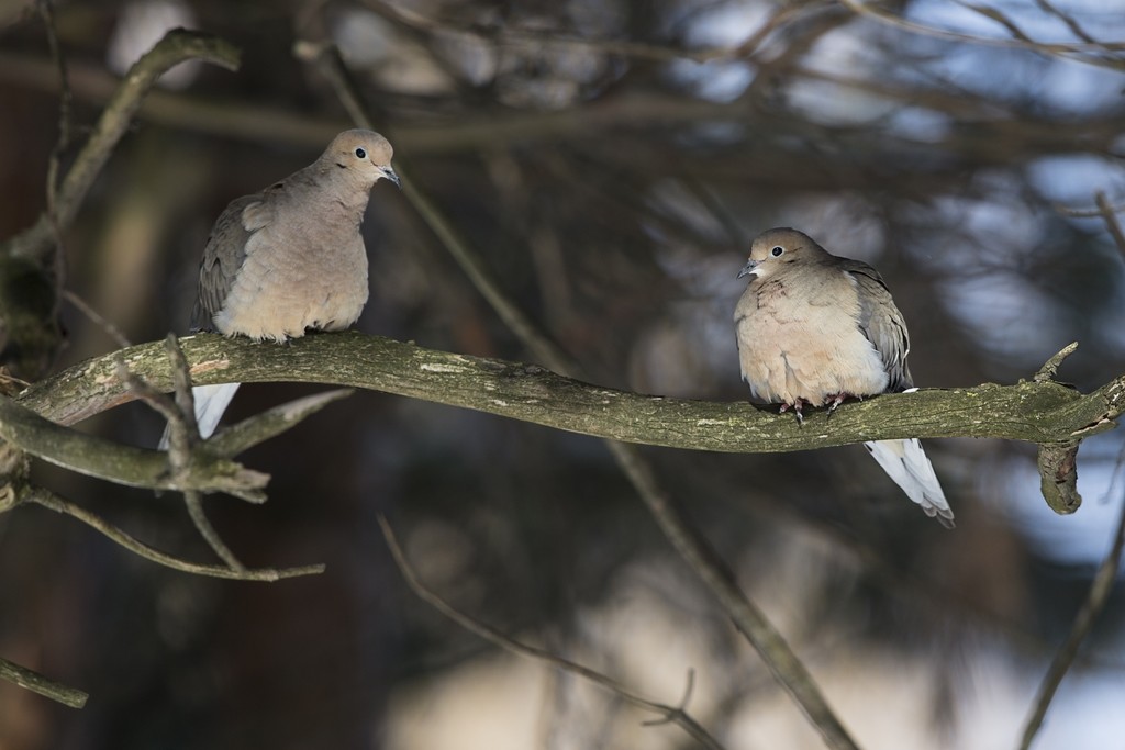 1 junco, 2 tourterelles Tourte15