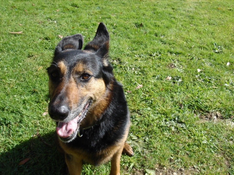 [SAUVETAGE] BINETTE, croisée berger allemand / beauceron, 8 ans - F - Page 3 Binett12