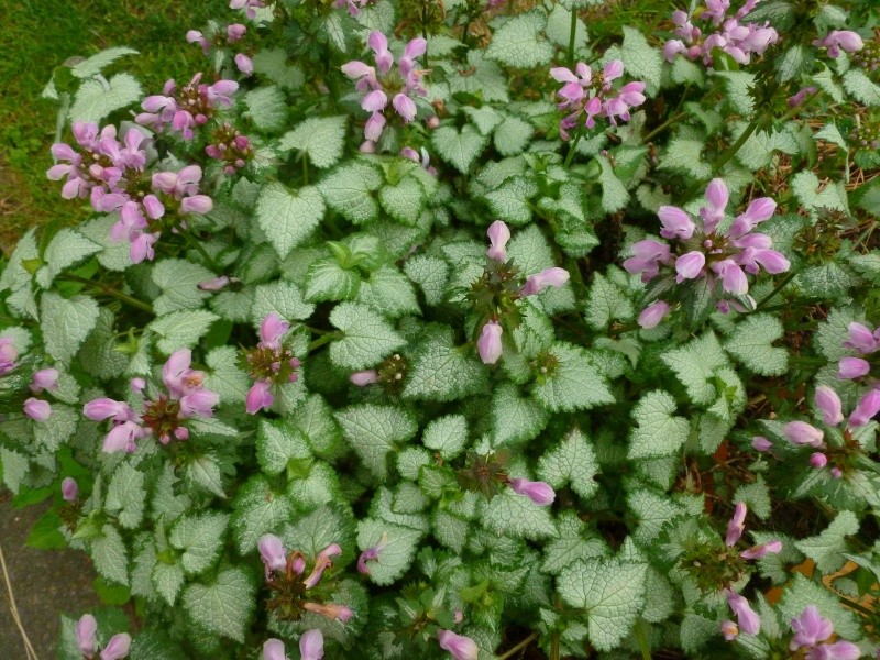 Lippenblütler (Lamiaceae) Unterfamilie Lamioideae - Brandkräuter, Taubnesseln, Löwenohr, Zieste u.v.m. P1020412