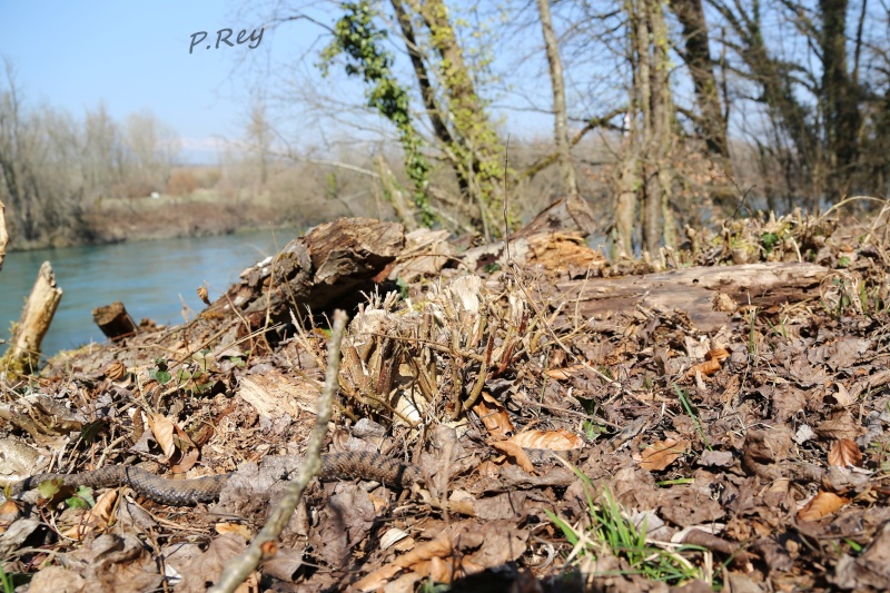 Ce début de saison, j'ai fait pas mal fort... Img_5410