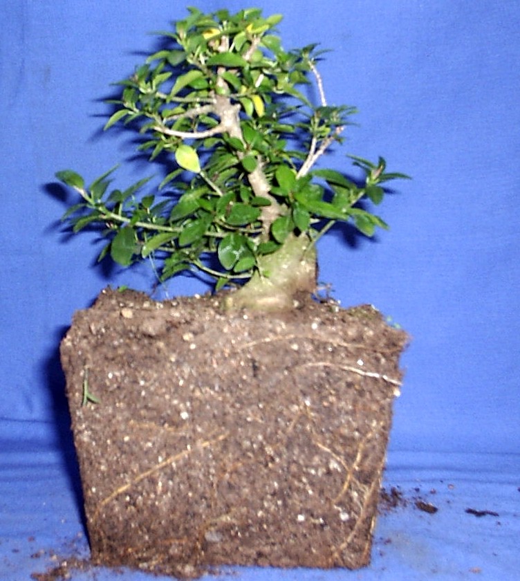 Ficus Burtt-davyi - transforming the ugly duckling. 200910