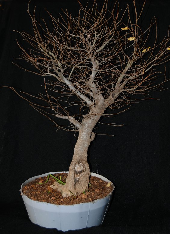 First attempt styling a windswept tree. Celtis10