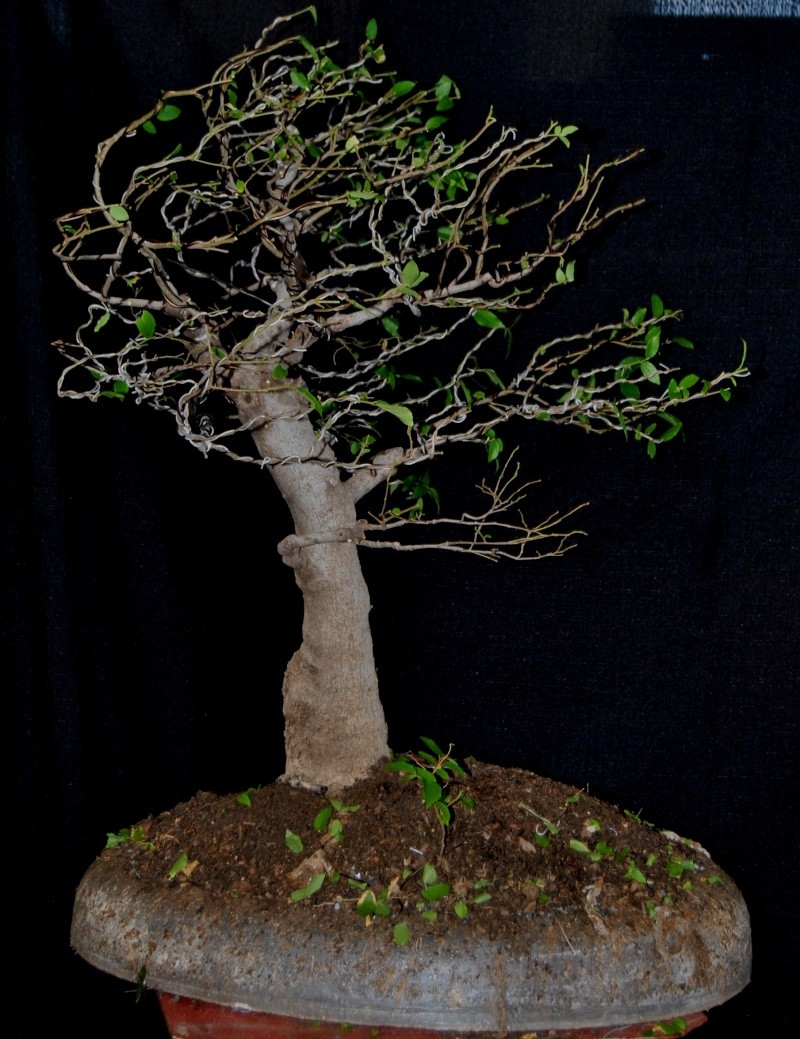 First attempt styling a windswept tree. Celtis12