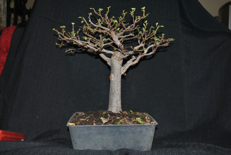 Ficus sur - not so common species used in bonsai. Dsc_0017