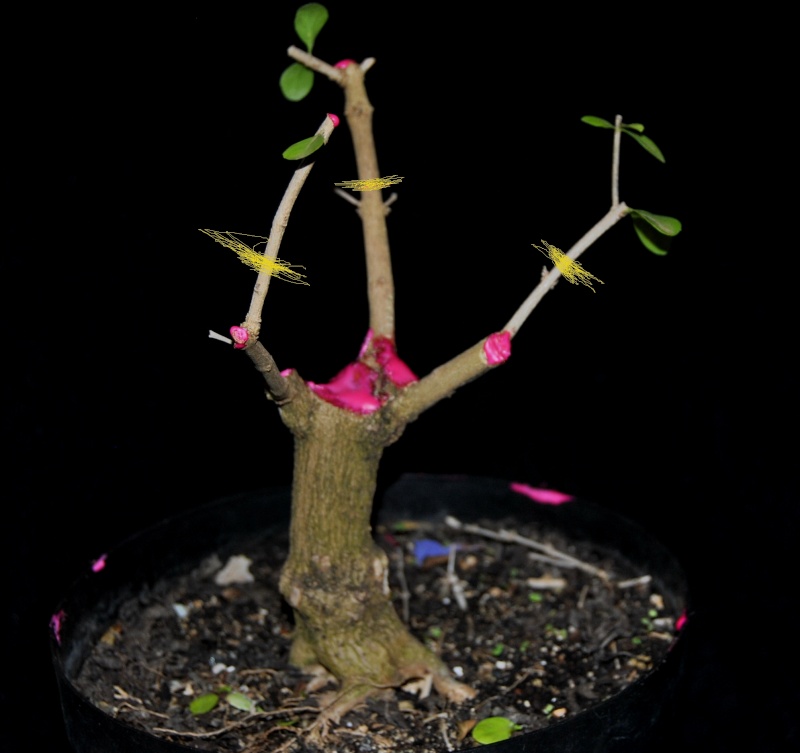 How do you design your bonsai ? Durant10