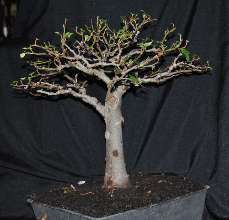 Ficus sur - not so common species used in bonsai. Februa10
