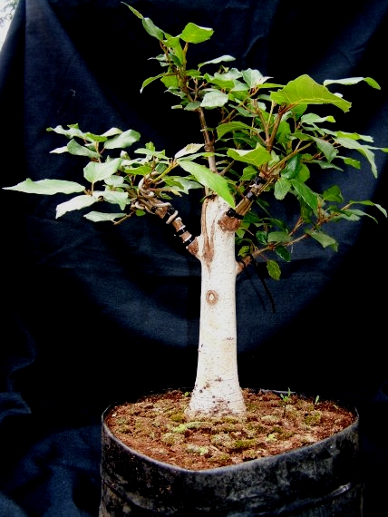 Ficus sur - not so common species used in bonsai. Ficus_16