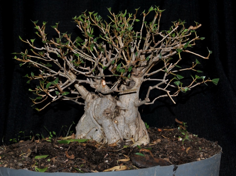 31 year old Ficus burkei progression. Novemb11