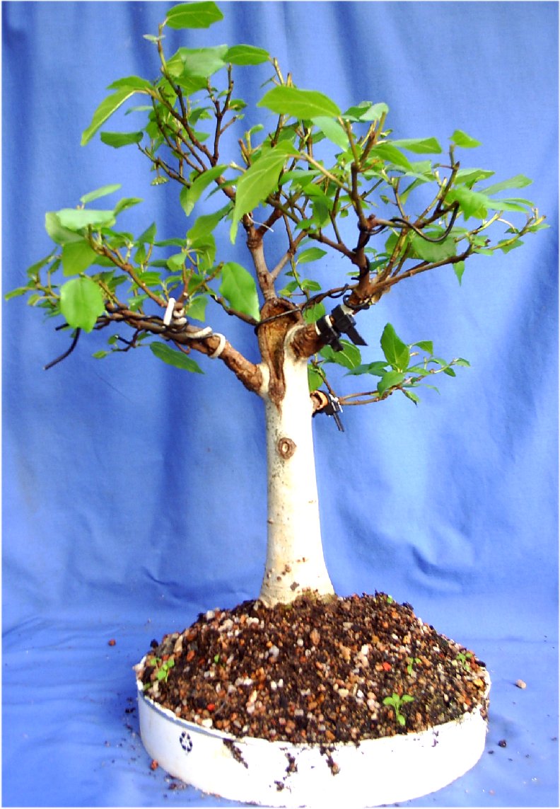 Ficus sur - not so common species used in bonsai. Novemb16