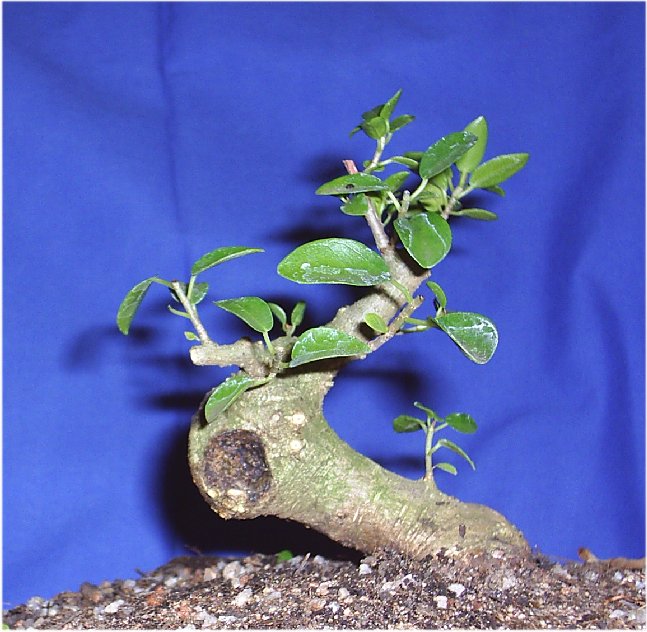 Ficus Burtt-davyi - transforming the ugly duckling. Octobe12