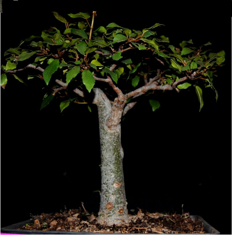 Ficus sur - not so common species used in bonsai. Septem12
