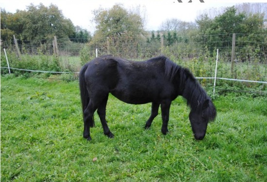 CHARLIE - ONC poney née en 1999 - adoptée en janvier 2013 par mammiemitsou - Page 2 Charli12