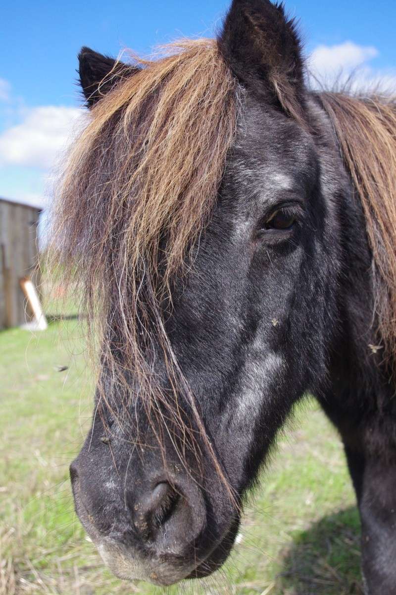 OTON - ONC Poney entier né en 1987 - adopté en septembre 2013 par Audrey Oton310