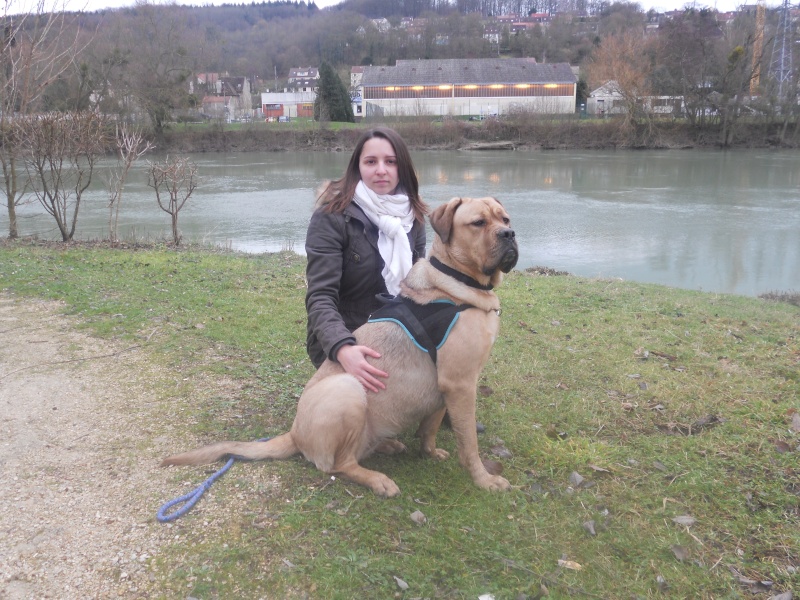 cane - Hina (croisé dogue de bordeau et cane corso) - Page 6 10010