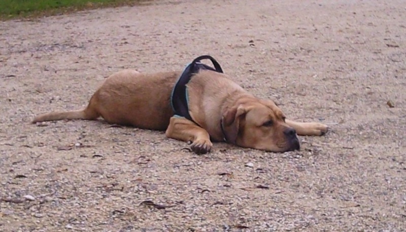 cane - Hina (croisé dogue de bordeau et cane corso) - Page 4 Photo219