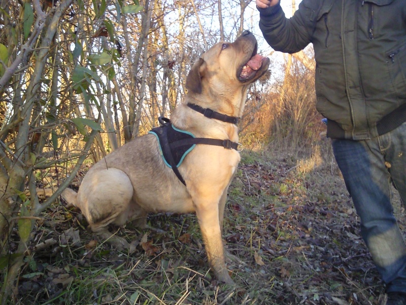 Hina (croisé dogue de bordeau et cane corso) - Page 5 Photo242