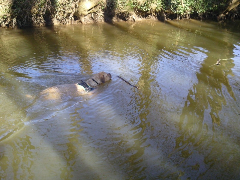 Hina (croisé dogue de bordeau et cane corso) - Page 7 Photo334