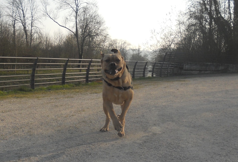 corso - Hina (croisé dogue de bordeau et cane corso) - Page 7 Sans_t12