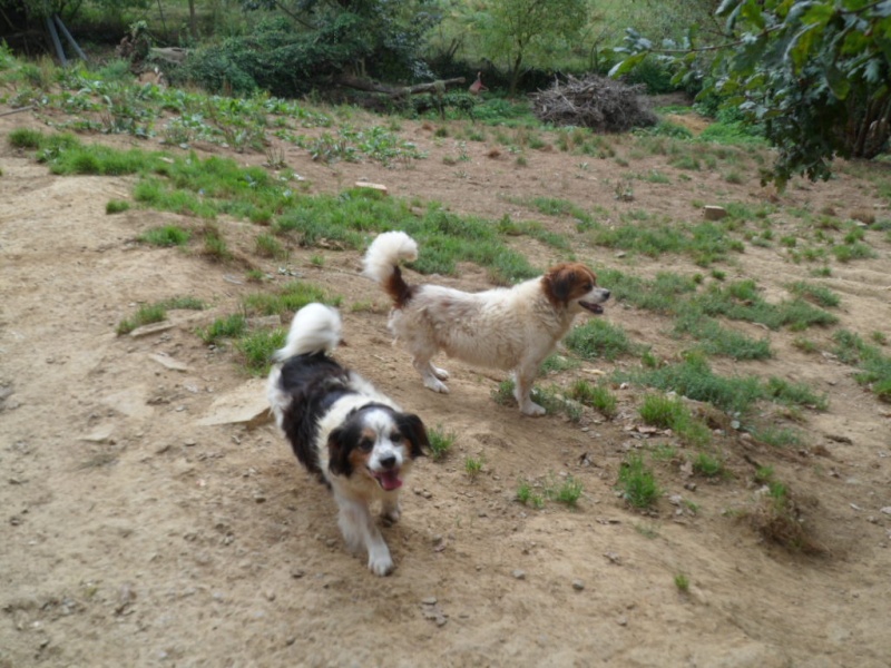 MC - Peke Snoopy Peques14