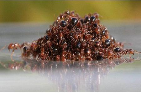 Pesticidi rendono formiche aggressive come kamikaze Is_adx10