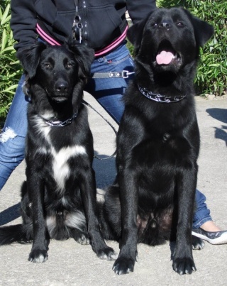 Cherche "nounou" pour 2 chiens sur Six Fours les plages 2_chie10