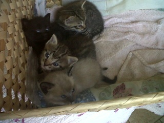 4 chatons 1 mois Var 3_chat10