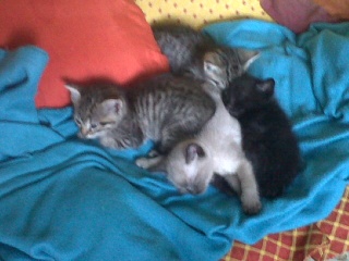 4 chatons 1 mois Var 3_chat12
