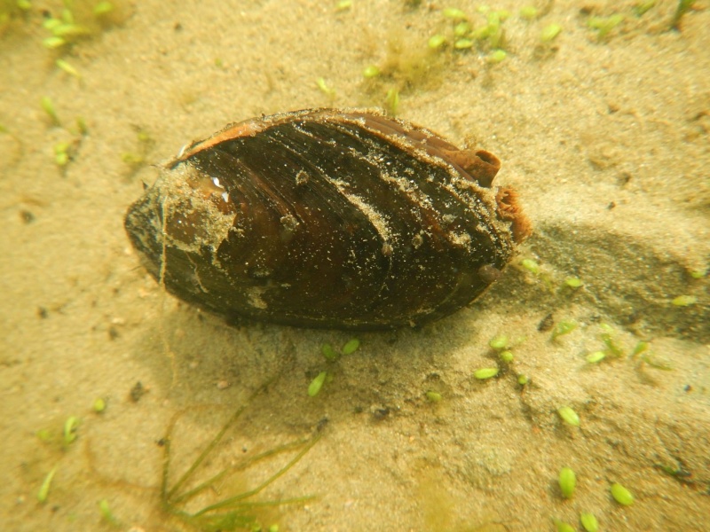 Hyriidae - Echyridella menziesii  - (Gray, 1843)  16145010