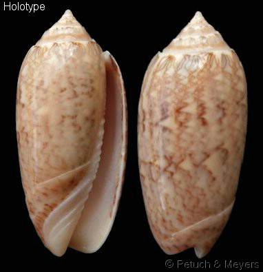 Americoliva bollingi choctaw Petuch & R.F. Myers, 2014  - Worms = OLiva nivosa bollingi (Clench, 1934) Americ10