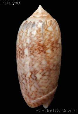 Americoliva bollingi choctaw Petuch & R.F. Myers, 2014 - Worms = OLiva nivosa bollingi (Clench, 1934) Americ11