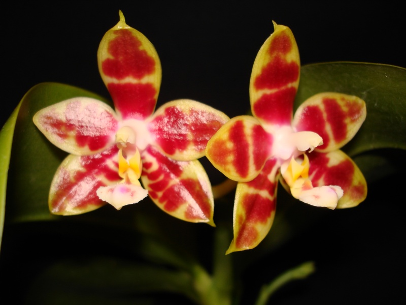 Phalaenopsis (( Ho's Kuangfeng Glory X Tsay's Evergreen) X Ho's Dreamy Jade) X Brother Ambo Passion Dsc06210