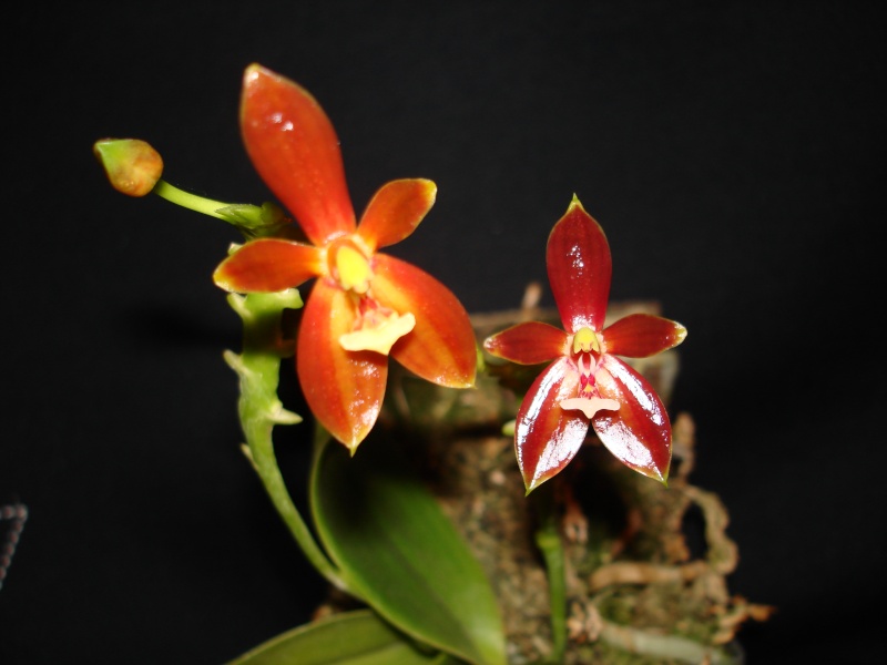 phalaenopsis cornu cervi red Dsc06213