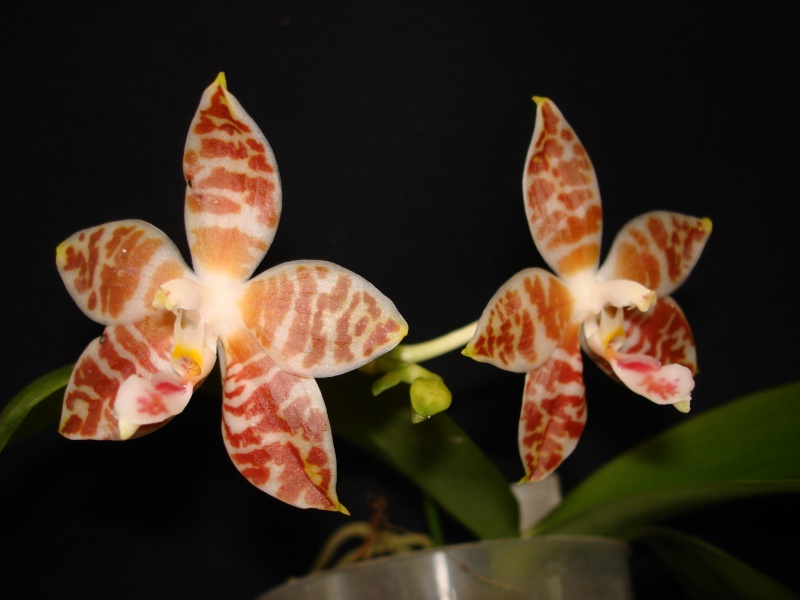 Phalaenopsis amboinensis "white" Dsc06333